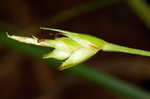 Wildenow's sedge